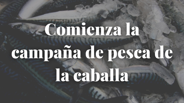 Comienza la campaña de pesca de la caballa