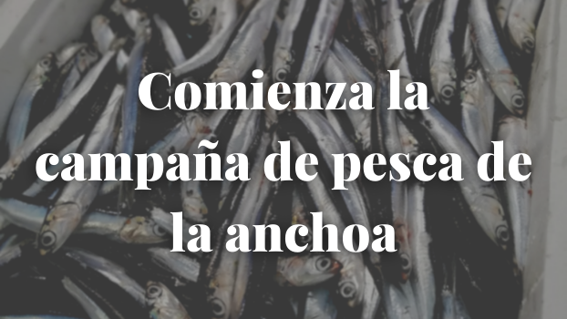 Comienza la campaña de pesca de la anchoa